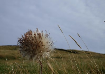 grey sky and thistle seeds