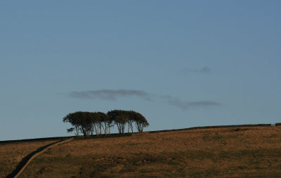 trees