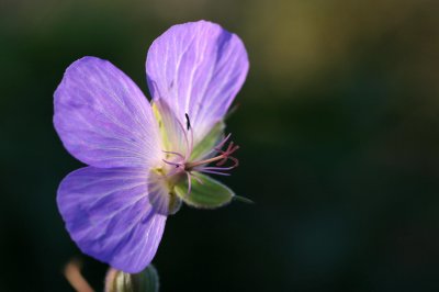 last of the cranesbills