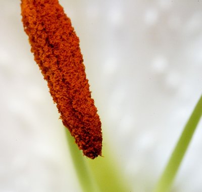 lilly_stamen