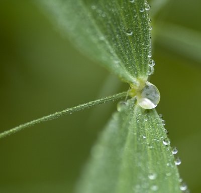 dropplet