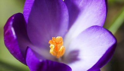crocus
