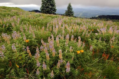 Lupines and Tiger Lilies
