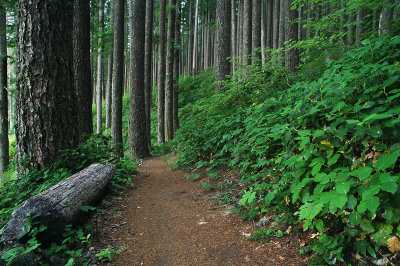 Marys Peak