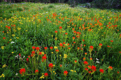 Wildflower Meadow #2