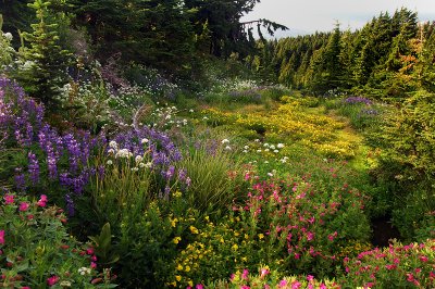 Glisan Creek Wildflowers, Study #4
