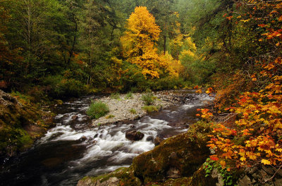 Fall Creek (Eugene)