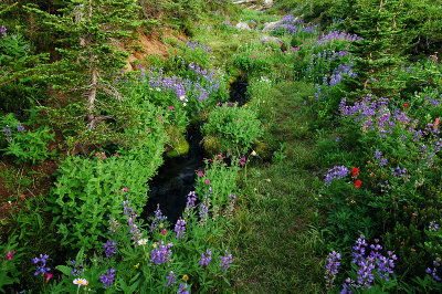 Timberline Trail Swale #7