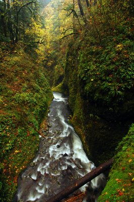 Oneonta Gorge Overlook #2