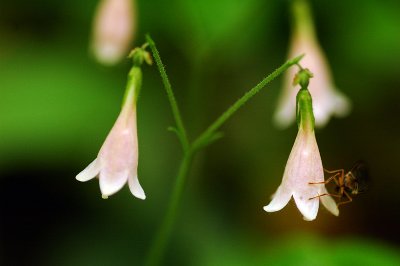Twinflower and visitor