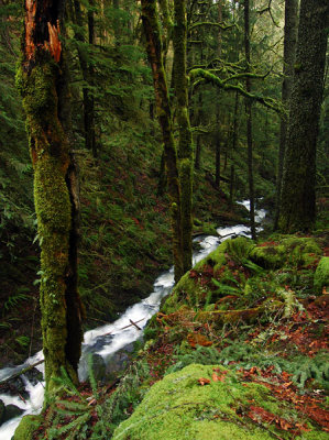 Soda Creek study #2