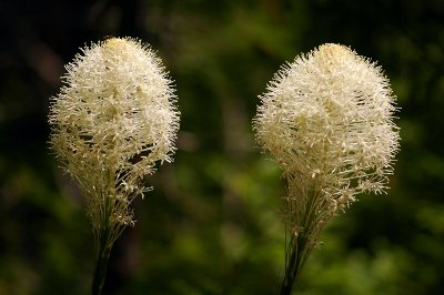 Beargrass along Cone Peak trail