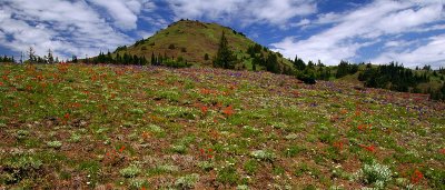 Cone Peak, study #1B