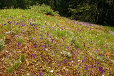 Cone Peak meadow