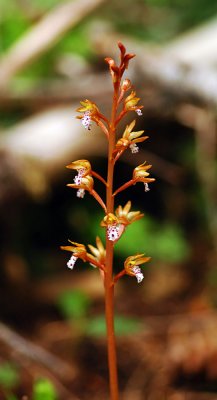 Coral Root along Cone Peak trail