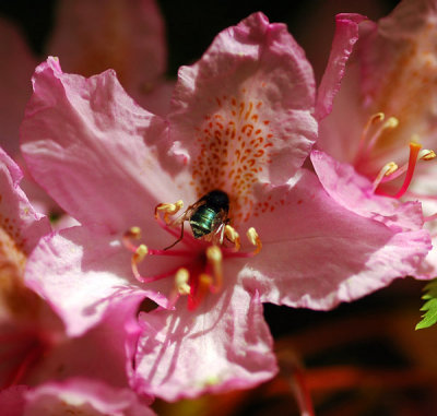 Rhododendron Pollinator study #1