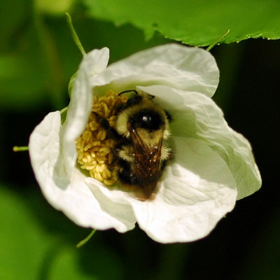 Thimbleberry Pollinator