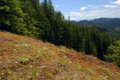 Wildflowers at Tidbits Mountain