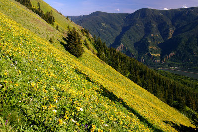 Gorge view from Dog Mountain trail