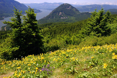 Wind Mountain from Dog Mountain trail #1