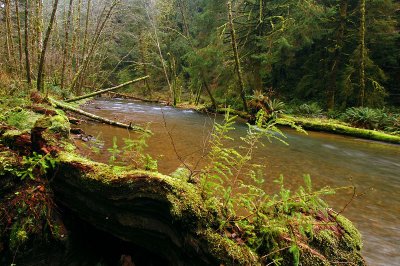 Cummins Creek study #1