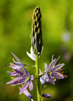 Common Camas