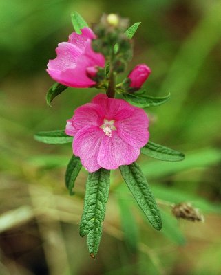 Rose Checker Mallow