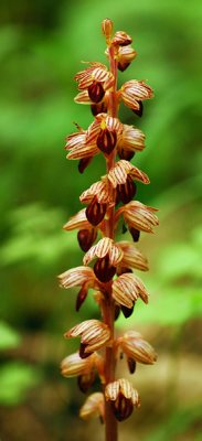 Striped Coral Root