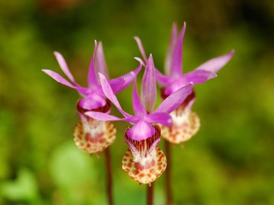 Calypso bulbosa