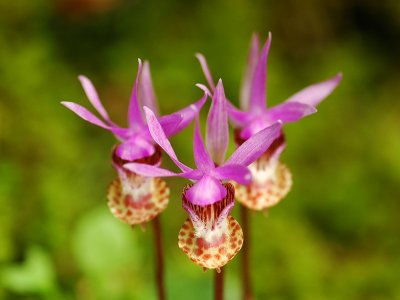 Calypso bulbosa