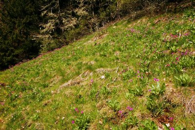 Shooting Star Meadow study #1