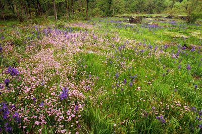 Rosy Plectritis and Camas study #1