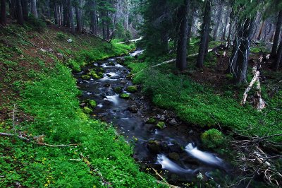 Canyon Creek, Study 2