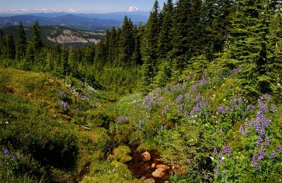 Mount Adams from Wy'East Basin, study 1