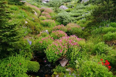 Glisan Creek Wildflowers, Study #10