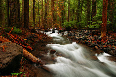Pamelia Creek, 2007 study 1