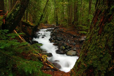 Pamelia Creek, 2007 study 3