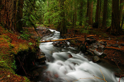 Pamelia Creek, 2007 study 4