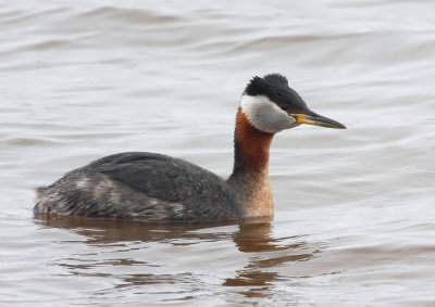Red-necked Grebe 8692