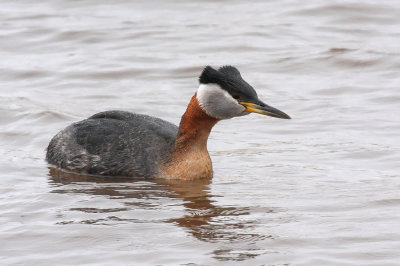 Red-necked Grebe 8681