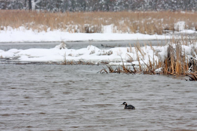 Red-necked Grebe 8701