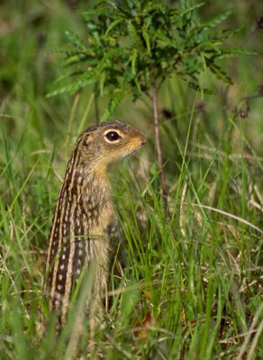 Thirteen-lined Ground Squirrel 3