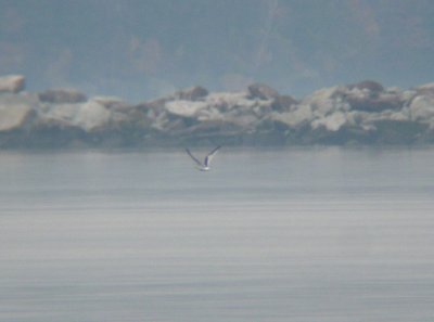 Little Gull (first-winter)