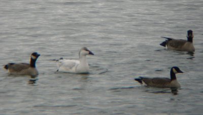 Probable Ross's x Snow Goose Hybrid