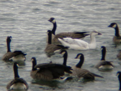 Probable Ross's x Snow Goose Hybrid