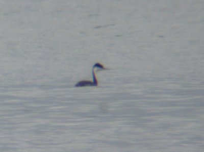 Western Grebe