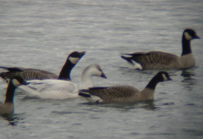 Probable Ross's x Snow Goose Hybrid