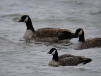 Cackling Goose