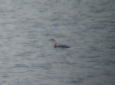 Red-throated Loon