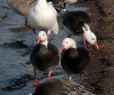 Snow Geese (blue morph)